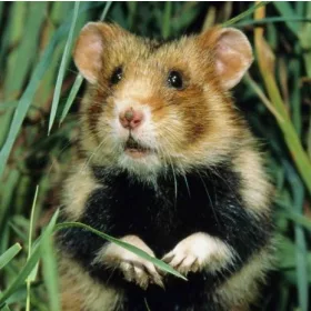 HÖRCSÖG 3D HŰTŐMÁGNES 75 X 75 MM M