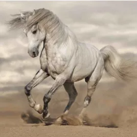 LÓ 3D HŰTŐMÁGNES 75 X 75 MM M