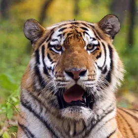 TIGRIS 3D HŰTŐMÁGNES 75 X 75 MM M