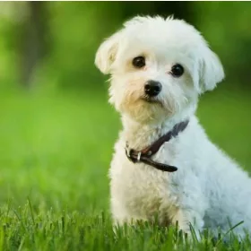 FEHÉR KUTYA 3D HŰTŐMÁGNES 75 X 75 MM M