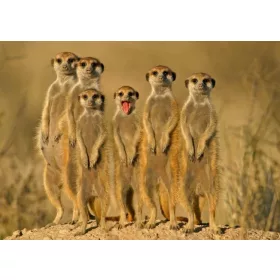 SZURIKÁTÁK 3D KÉPESLAP 148 X 105 MM B