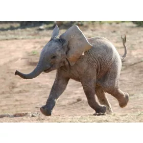 KIS ELEFÁNT 3D KÉPESLAP 148 X 105 MM B