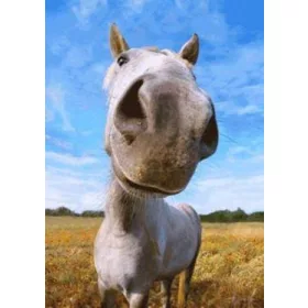 HORSE SMILE KÉPESLAP 105 X 148 MM B