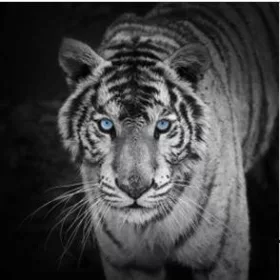 WHITE TIGER 3D KÁRTYA 148 X 148 MM