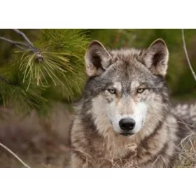 WOLF KÉPESLAP 148 X 105 MM B