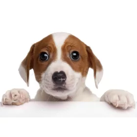 JACK RUSSEL 3D KÉPESLAP