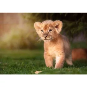 LION PRINCE