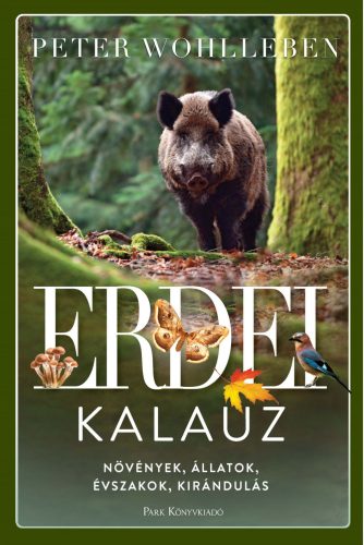 ERDEI KALAUZ- FŰZÖTT
